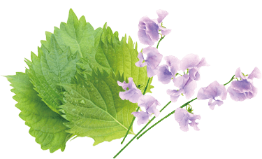 シソ葉エキス・スイートピー花エキスの画像